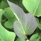 close up on young leaves of sweet potato plant