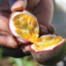 close-up on passion fruit, cracked open in hand