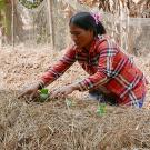 Woman farmer kneels in a field row, planting seedlings into mulch