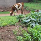 Cow grazing behind vegetable patch