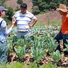 Woman, man and youth talking in vegetable field