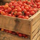Wooden crates brimming with tomatoes