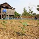 Tomato plants growing with drip irrigation and conservation agriculture practices, by farmers in Cambodia.