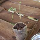 Grafted tomato seedling moments after grafting.